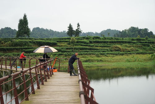 成都周边最美的古风休闲度假地,山美水美茶香四溢