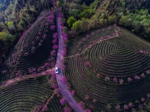 湄潭象山樱花茶园 美茶园产美茶