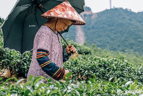探秘 北海第一高峰上有什么 超美茶田 风力发电机