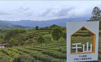 首届陕西网上茶博会走进"天府之国"汉中