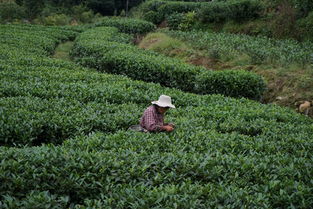 成都周边最美的古风休闲度假地,山美水美茶香四溢