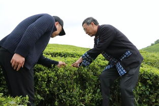 华夏沃土 西秀春,等你来打卡醉美茶旅