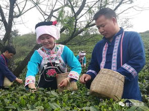 春来喜看贵茶绿 云端茶海入画中