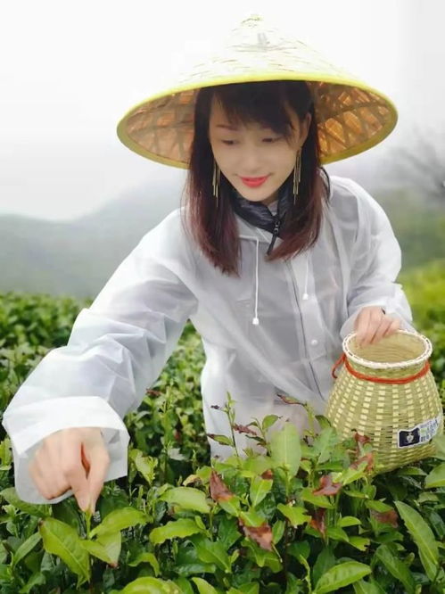 信阳山水,醉美茶香 跟着酒祖杜康小封坛赴一场采茶品酒之旅