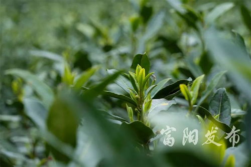 富阳春茶飘香 新鲜上市正式开采
