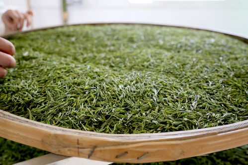 茶中美人兴山白茶 银毫满披，如雪似玉